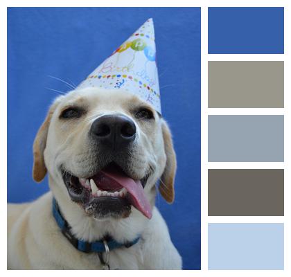 Labrador Happy Birthday Retriever Image